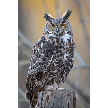 Owl Painting